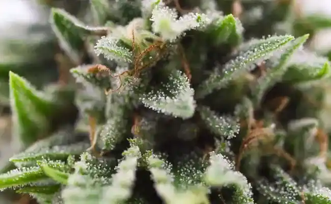 CBD-Harz-Produzenten