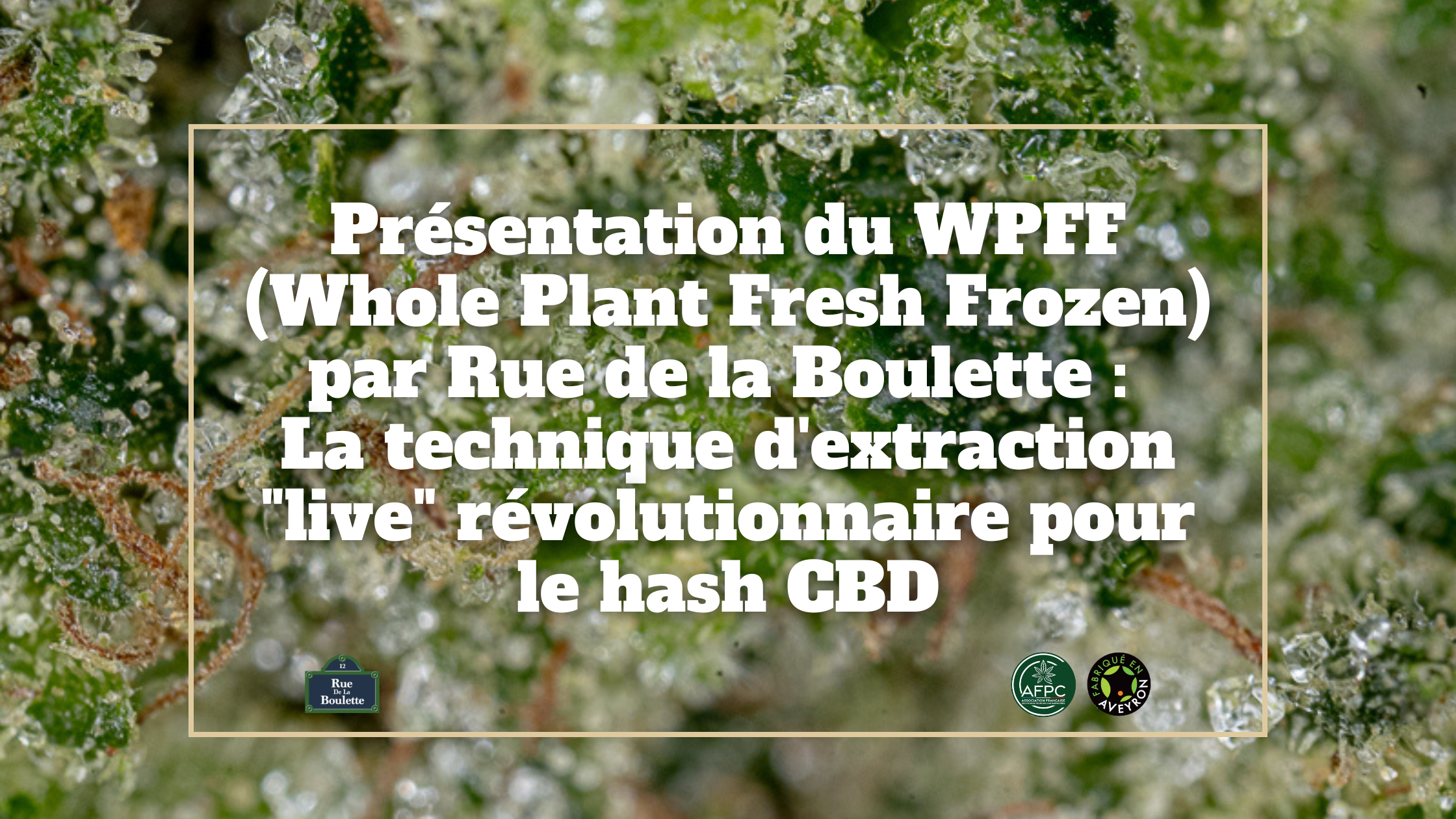 Introducing WPFF (Whole Plant Fresh Frozen) by Rue de la Boulette: The revolutionary “live” extraction technique for CBD hash