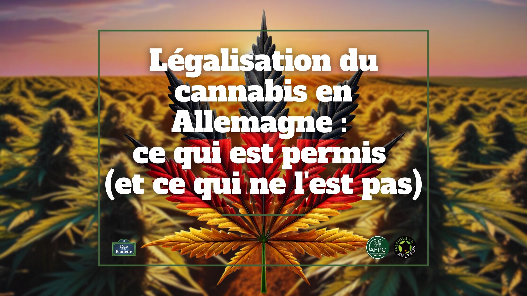 Légalisation du cannabis en Allemagne : ce qui est permis (et ce qui ne l'est pas)