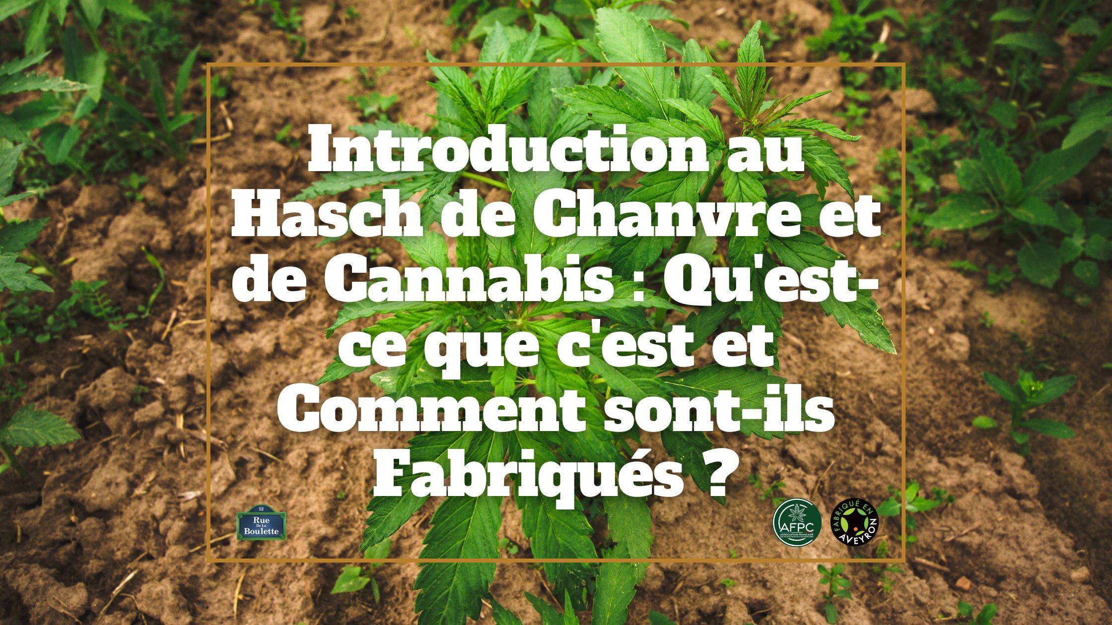 Introduction au Hasch de Chanvre et de Cannabis : Qu'est-ce que c'est et Comment sont-ils Fabriqués ?