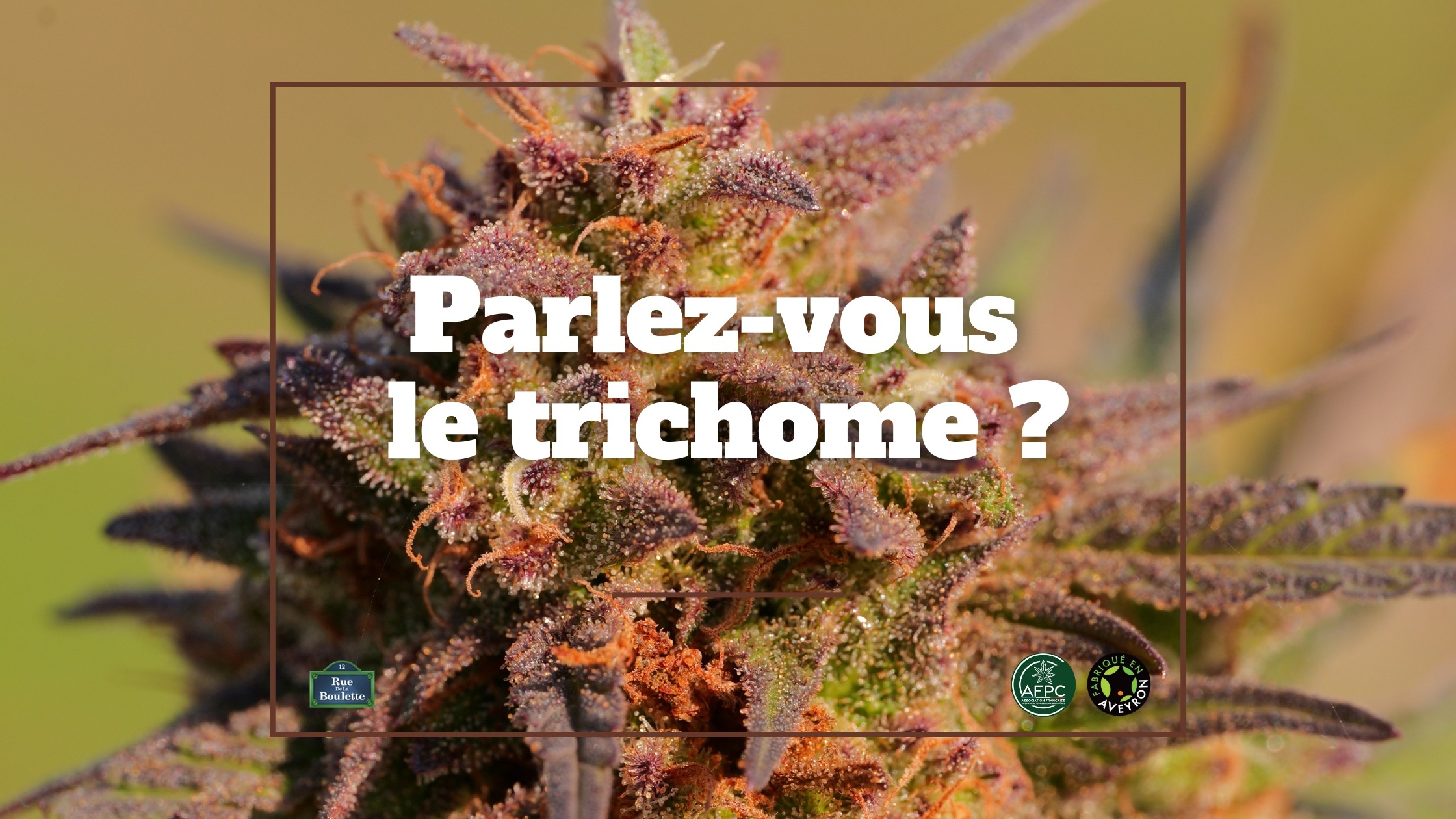 Parlez-vous le trichome ?