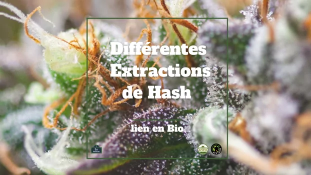 All about these 7 CBD Hash extraction methods