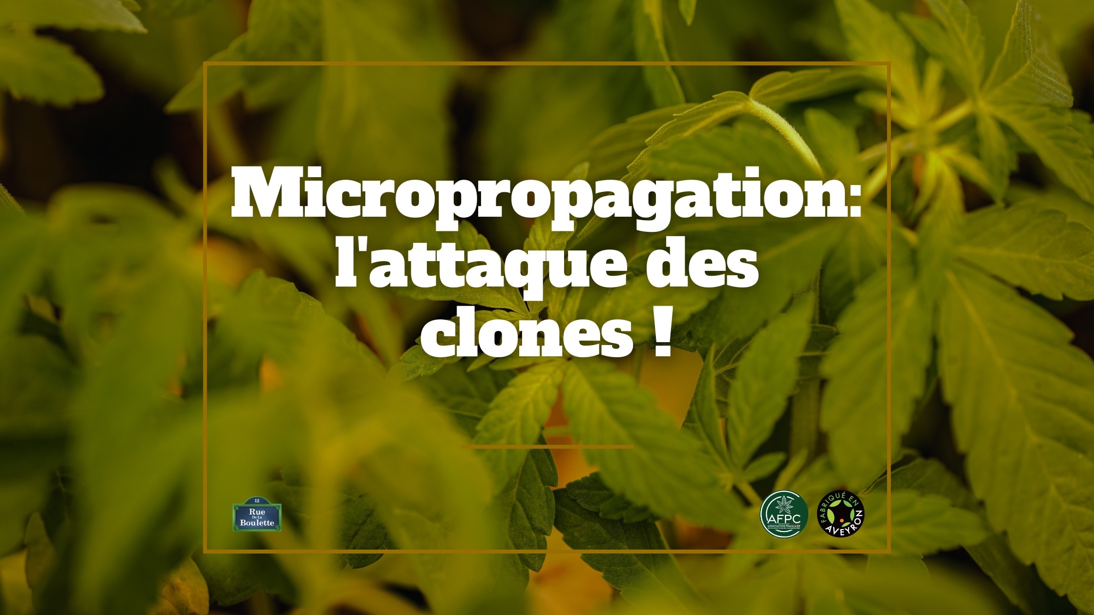 Micropropagation: l'attaque des clones !