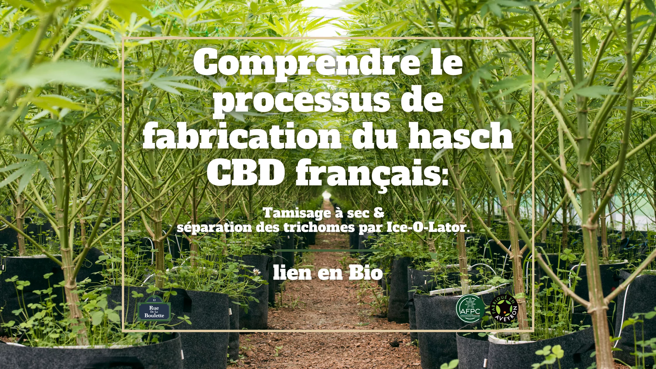 Understanding the French CBD hash manufacturing process: Dry sieving and separation of trichomes by Ice-O-Lator.