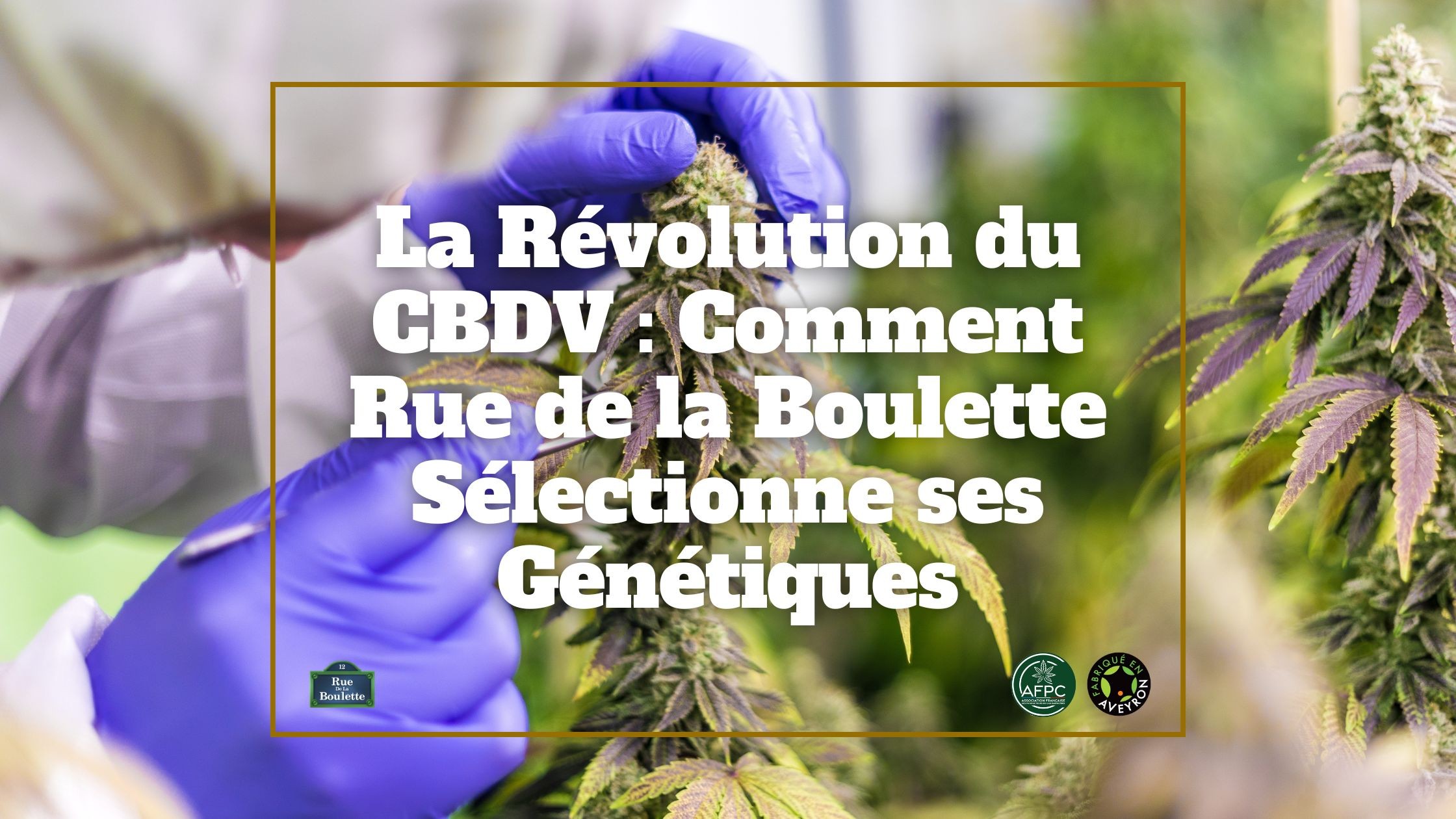 La Révolution du CBDV : Comment Rue de la Boulette Sélectionne ses Génétiques